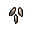seeds